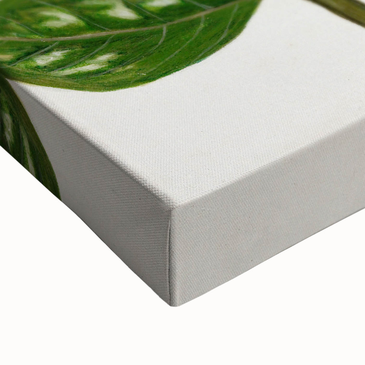 Realism Art Prints - Antique Botanical Plant Realistic Wall Art Canvas