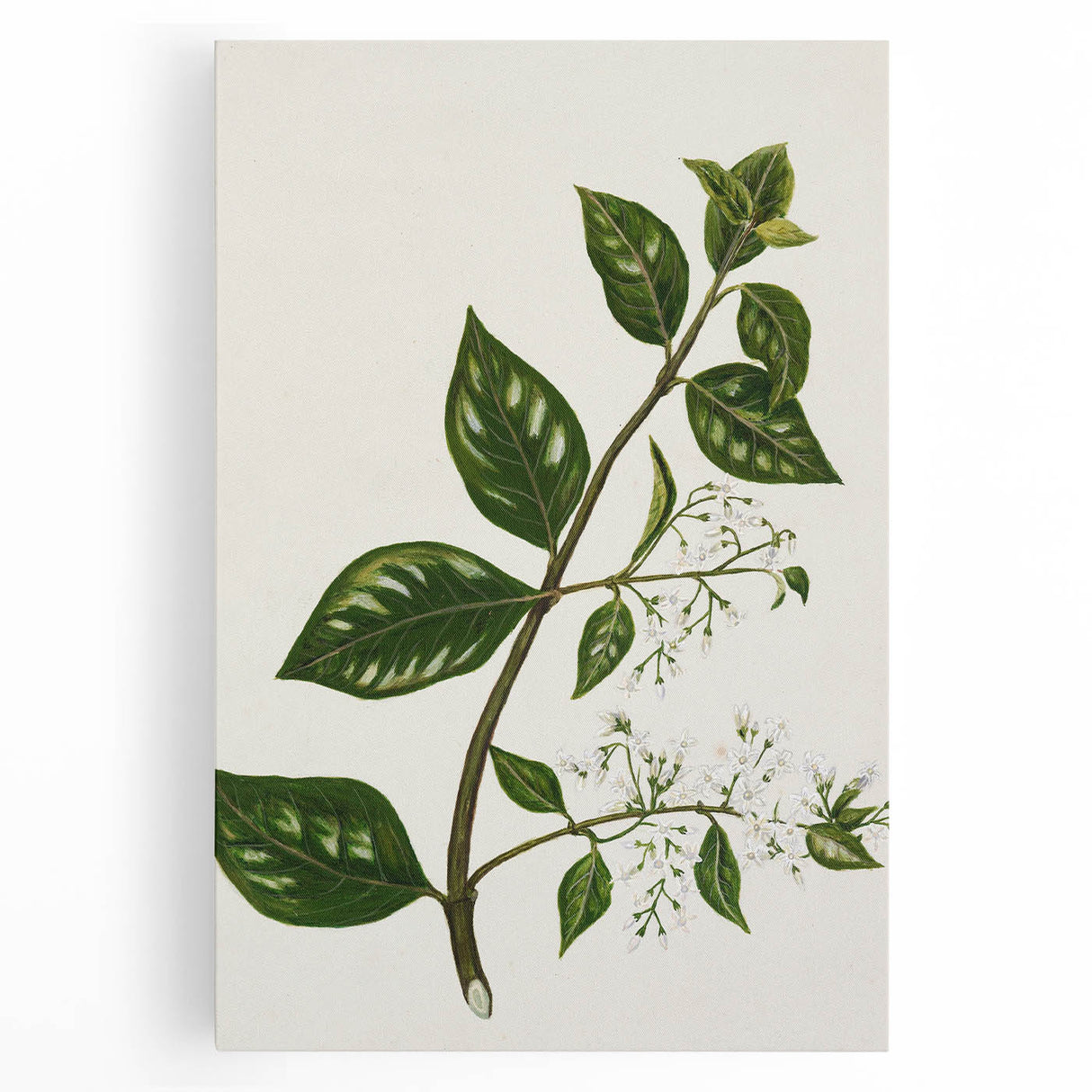 Realism Art Prints - Antique Botanical Plant Realistic Wall Art Canvas