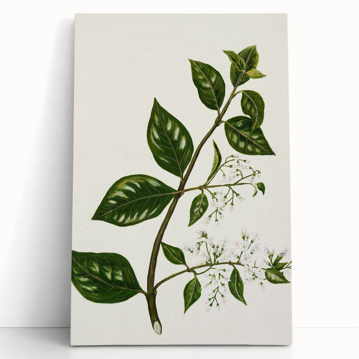 Realism Art Prints - Antique Botanical Plant Realistic Wall Art Canvas