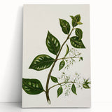 Realism Art Prints - Antique Botanical Plant Realistic Wall Art Canvas