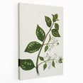 Realism Art Prints - Antique Botanical Plant Realistic Wall Art Canvas