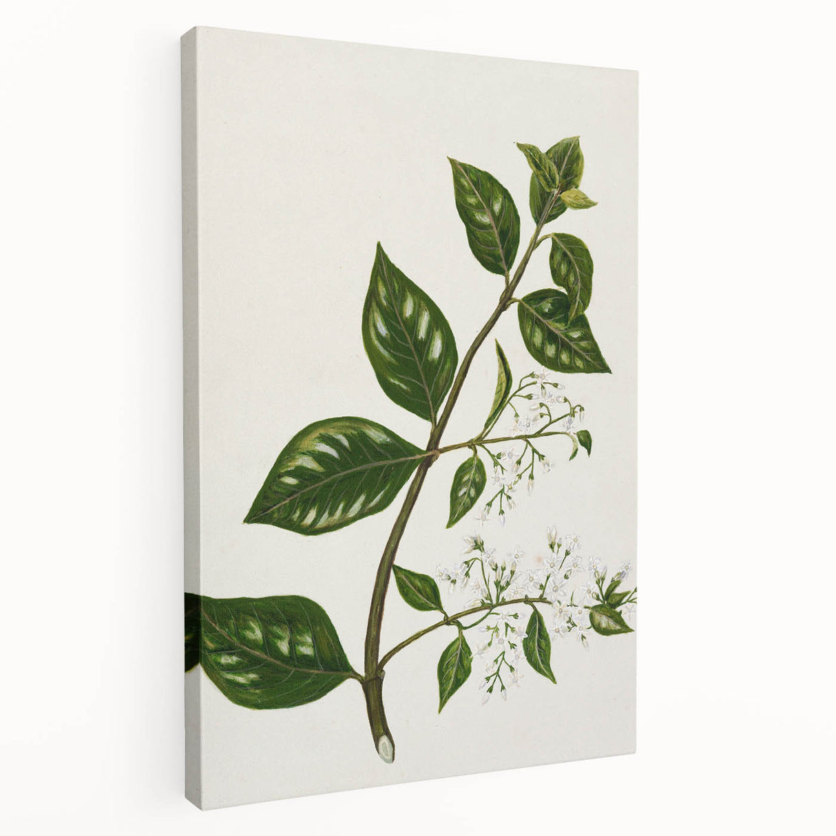 Realism Art Prints - Antique Botanical Plant Realistic Wall Art Canvas