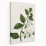 Realism Art Prints - Antique Botanical Plant Realistic Wall Art Canvas