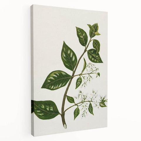 Realism Art Prints - Antique Botanical Plant Realistic Wall Art Canvas