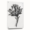 Romanticism Art - Artichoke Study - Classic Botanical Romantic Print