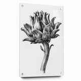 Romanticism Art - Artichoke Study - Classic Botanical Romantic Print
