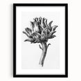 Romanticism Art - Artichoke Study - Classic Botanical Romantic Print