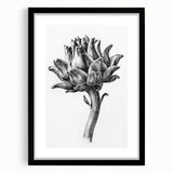 Romanticism Art - Artichoke Study - Classic Botanical Romantic Print