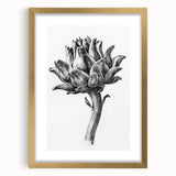 Romanticism Art - Artichoke Study - Classic Botanical Romantic Print