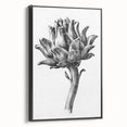 Romanticism Art - Artichoke Study - Classic Botanical Romantic Print