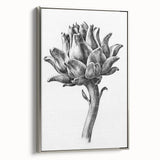Romanticism Art - Artichoke Study - Classic Botanical Romantic Print