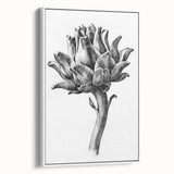 Romanticism Art - Artichoke Study - Classic Botanical Romantic Print