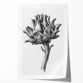 Romanticism Art - Artichoke Study - Classic Botanical Romantic Print