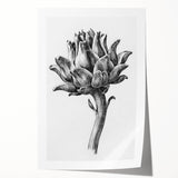 Romanticism Art - Artichoke Study - Classic Botanical Romantic Print