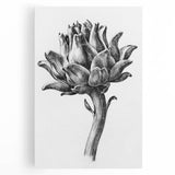 Romanticism Art - Artichoke Study - Classic Botanical Romantic Print