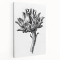 Romanticism Art - Artichoke Study - Classic Botanical Romantic Print