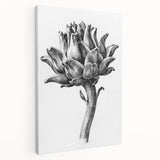 Romanticism Art - Artichoke Study - Classic Botanical Romantic Print