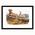 RomanticRomanticism Art - Rocky Mountain Sheep - Classic Animal Printism Art - Marriage A-la-Mode 3 - Classic Romantic Print (Copy)