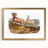 RomanticRomanticism Art - Rocky Mountain Sheep - Classic Animal Printism Art - Marriage A-la-Mode 3 - Classic Romantic Print (Copy)