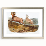 RomanticRomanticism Art - Rocky Mountain Sheep - Classic Animal Printism Art - Marriage A-la-Mode 3 - Classic Romantic Print (Copy)