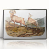 RomanticRomanticism Art - Rocky Mountain Sheep - Classic Animal Printism Art - Marriage A-la-Mode 3 - Classic Romantic Print (Copy)