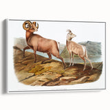 RomanticRomanticism Art - Rocky Mountain Sheep - Classic Animal Printism Art - Marriage A-la-Mode 3 - Classic Romantic Print (Copy)