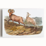 RomanticRomanticism Art - Rocky Mountain Sheep - Classic Animal Printism Art - Marriage A-la-Mode 3 - Classic Romantic Print (Copy)