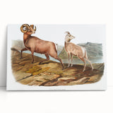 RomanticRomanticism Art - Rocky Mountain Sheep - Classic Animal Printism Art - Marriage A-la-Mode 3 - Classic Romantic Print (Copy)
