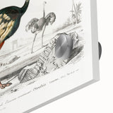 Romanticism Art - Struthio Illustration - Classic Ornithological Print