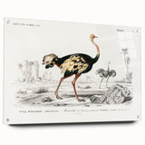 Romanticism Art - Struthio Illustration - Classic Ornithological Print