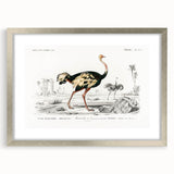 Romanticism Art - Struthio Illustration - Classic Ornithological Print