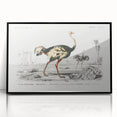 Romanticism Art - Struthio Illustration - Classic Ornithological Print