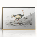 Romanticism Art - Struthio Illustration - Classic Ornithological Print