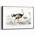 Romanticism Art - Struthio Illustration - Classic Ornithological Print