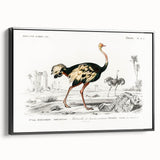 Romanticism Art - Struthio Illustration - Classic Ornithological Print