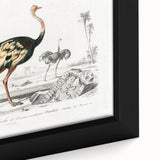 Romanticism Art - Struthio Illustration - Classic Ornithological Print