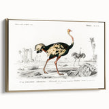 Romanticism Art - Struthio Illustration - Classic Ornithological Print