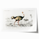 Romanticism Art - Struthio Illustration - Classic Ornithological Print