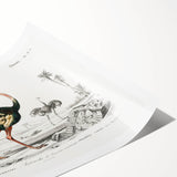 Romanticism Art - Struthio Illustration - Classic Ornithological Print