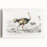 Romanticism Art - Struthio Illustration - Classic Ornithological Print