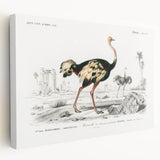 Romanticism Art - Struthio Illustration - Classic Ornithological Print