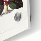 Romanticism Art - Ancectochilus Rubro-Venia - Classic Botanical Print