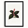 Romanticism Art - Ancectochilus Rubro-Venia - Classic Botanical Print