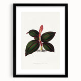 Romanticism Art - Ancectochilus Rubro-Venia - Classic Botanical Print