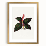 Romanticism Art - Ancectochilus Rubro-Venia - Classic Botanical Print