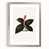 Romanticism Art - Ancectochilus Rubro-Venia - Classic Botanical Print
