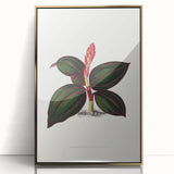 Romanticism Art - Ancectochilus Rubro-Venia - Classic Botanical Print