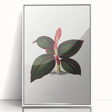 Romanticism Art - Ancectochilus Rubro-Venia - Classic Botanical Print