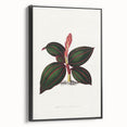 Romanticism Art - Ancectochilus Rubro-Venia - Classic Botanical Print