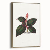 Romanticism Art - Ancectochilus Rubro-Venia - Classic Botanical Print